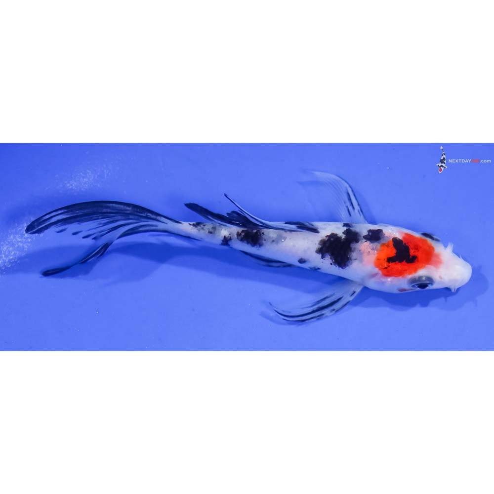 4.5” Imported Sanke Butterfly Koi