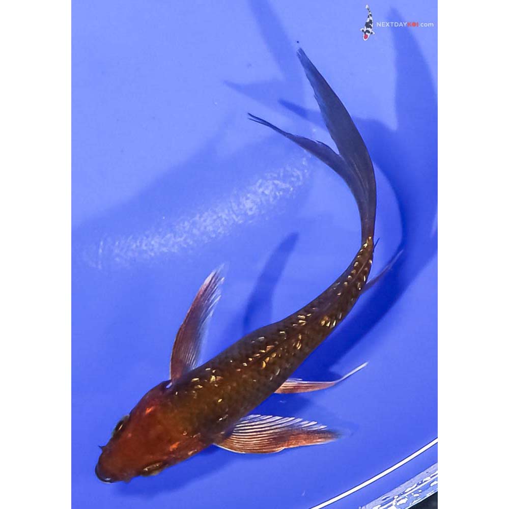 4.5” Imported Gin Rin Chagoi Butterfly Koi