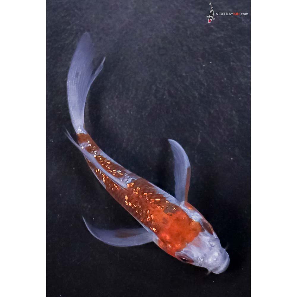 4” Imported Gin Rin Ochiba Shigure Butterfly Koi