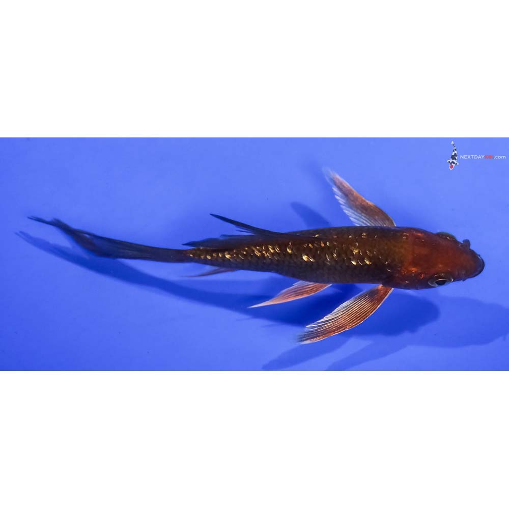 4.5” Imported Gin Rin Chagoi Butterfly Koi
