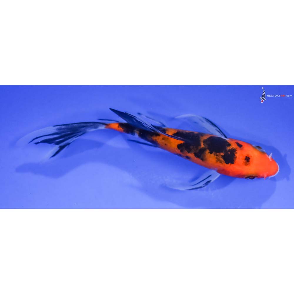 4.5” Imported Aka Sanke Butterfly Koi
