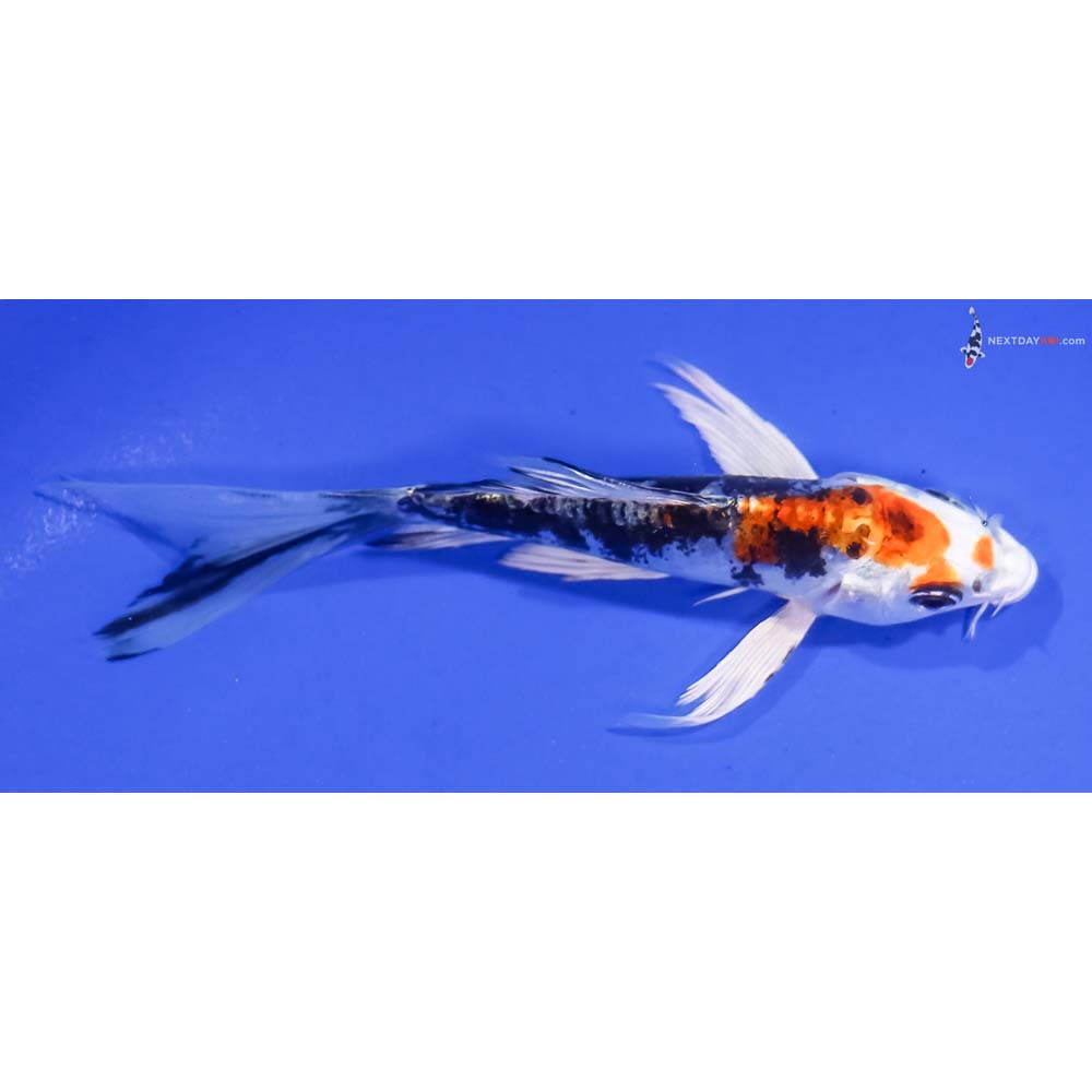 4.5” Imported Kin Kikokuryu Butterfly Koi