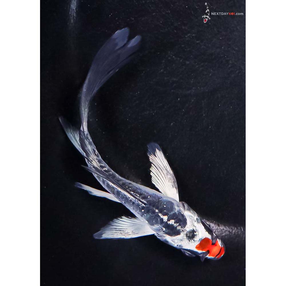 4.5” Imported Doitsu Kujaku Butterfly Koi