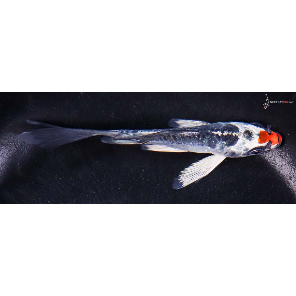 4.5” Imported Doitsu Kujaku Butterfly Koi