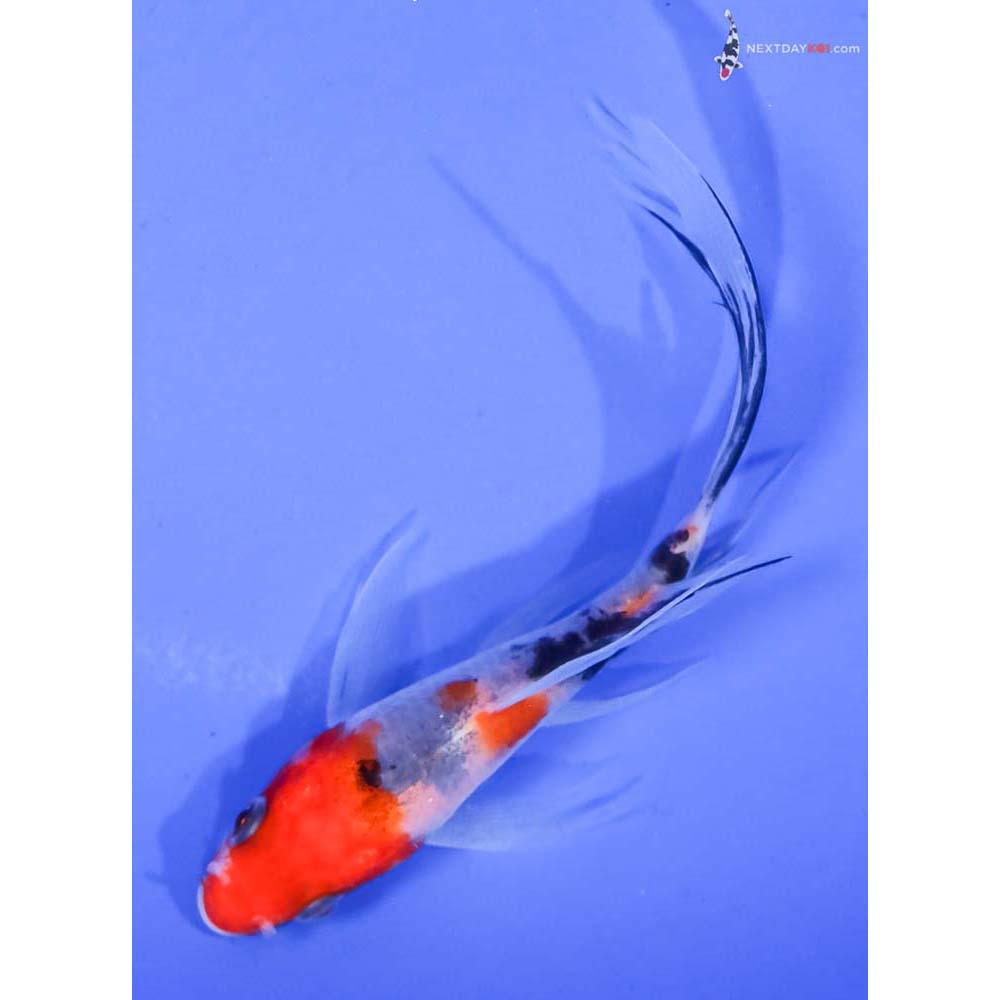 4.5” Imported Sanke Butterfly Koi