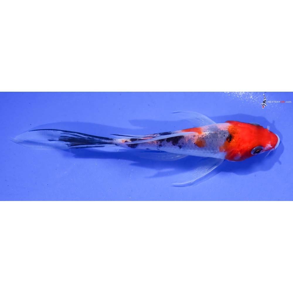 4.5” Imported Sanke Butterfly Koi