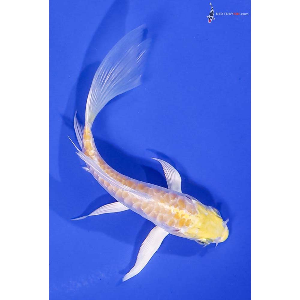 5” Imported Armor Scaled Lemon Hariwake Butterfly Koi