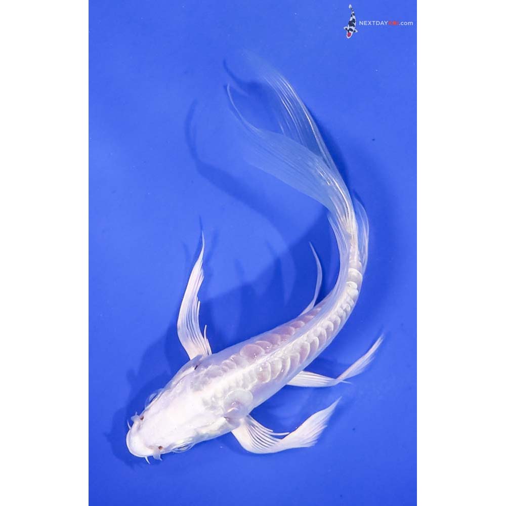 5” Imported Doitsu Platinum Ogon Butterfly Koi