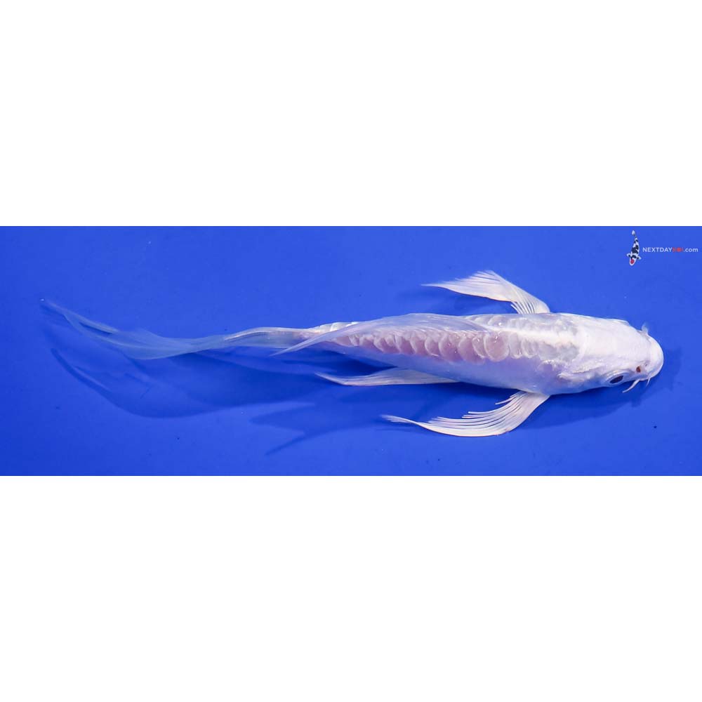 5” Imported Doitsu Platinum Ogon Butterfly Koi