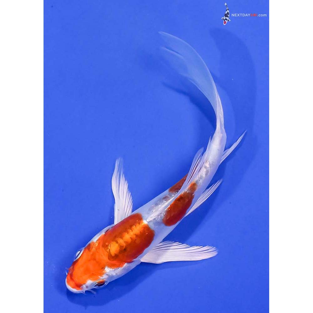 5” Imported Kikusui Butterfly Koi