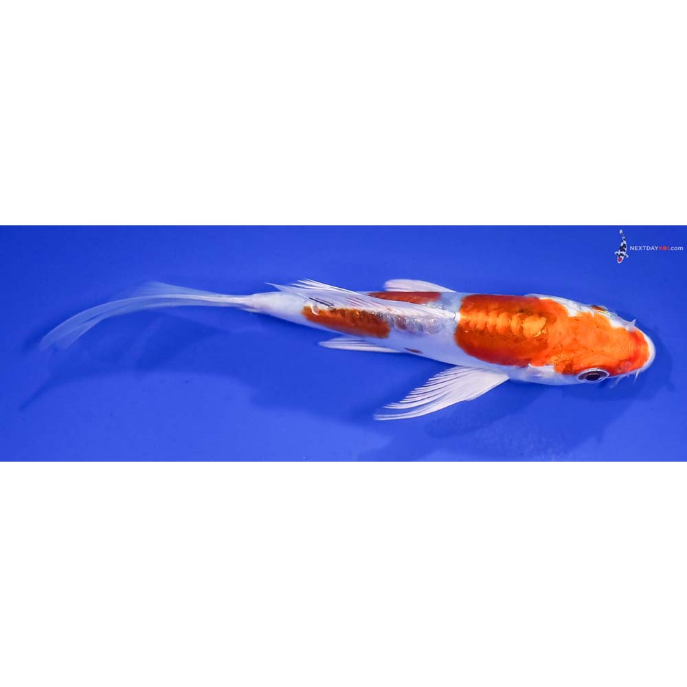 5” Imported Kikusui Butterfly Koi