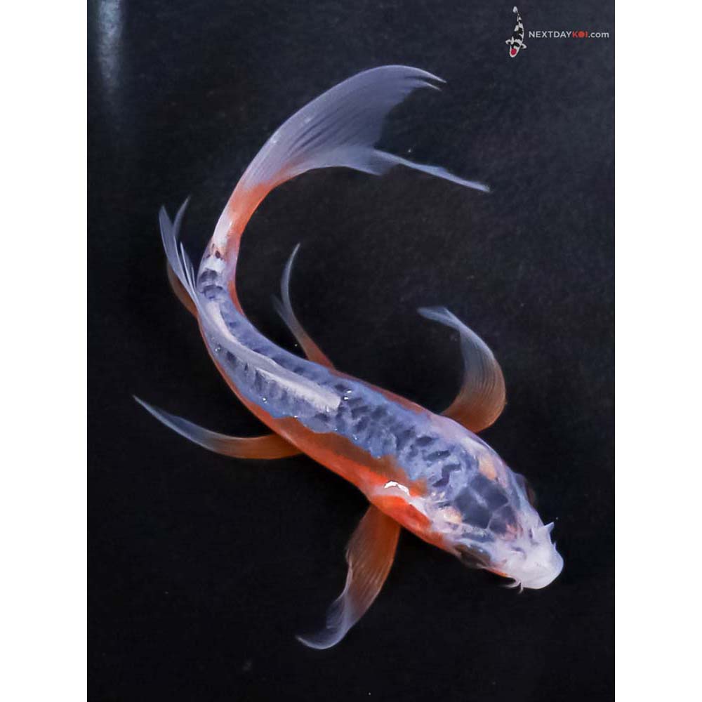 5” Imported Shusui Butterfly Koi