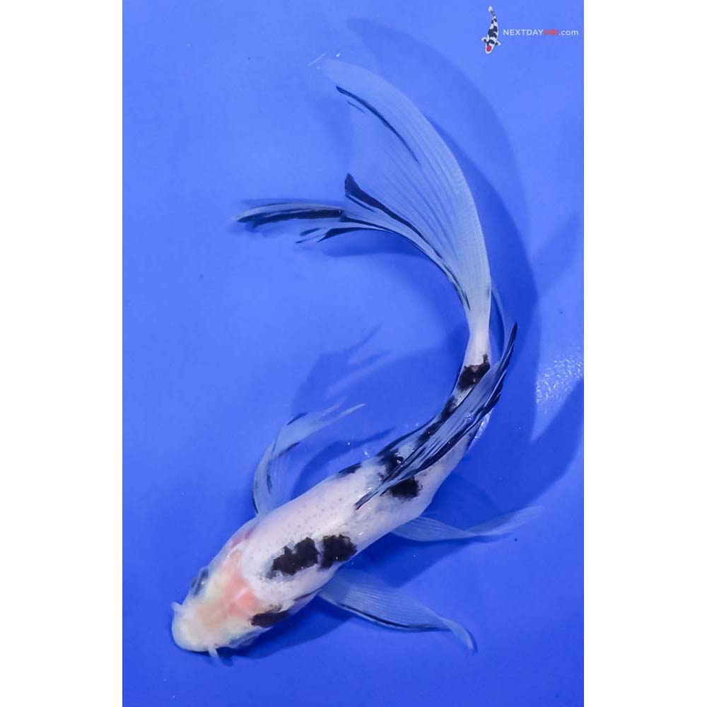 6” Imported Shiro Bekko Butterfly Koi