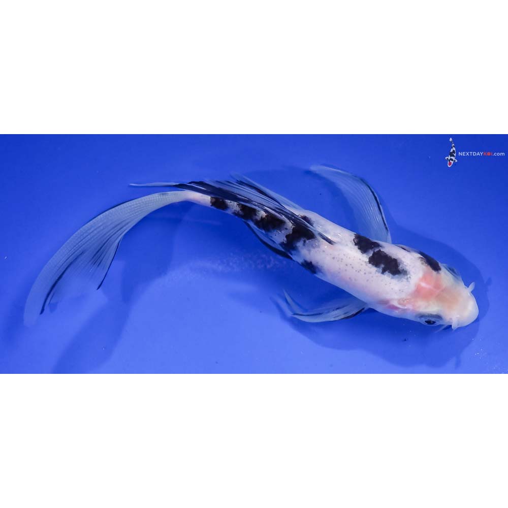 6” Imported Shiro Bekko Butterfly Koi