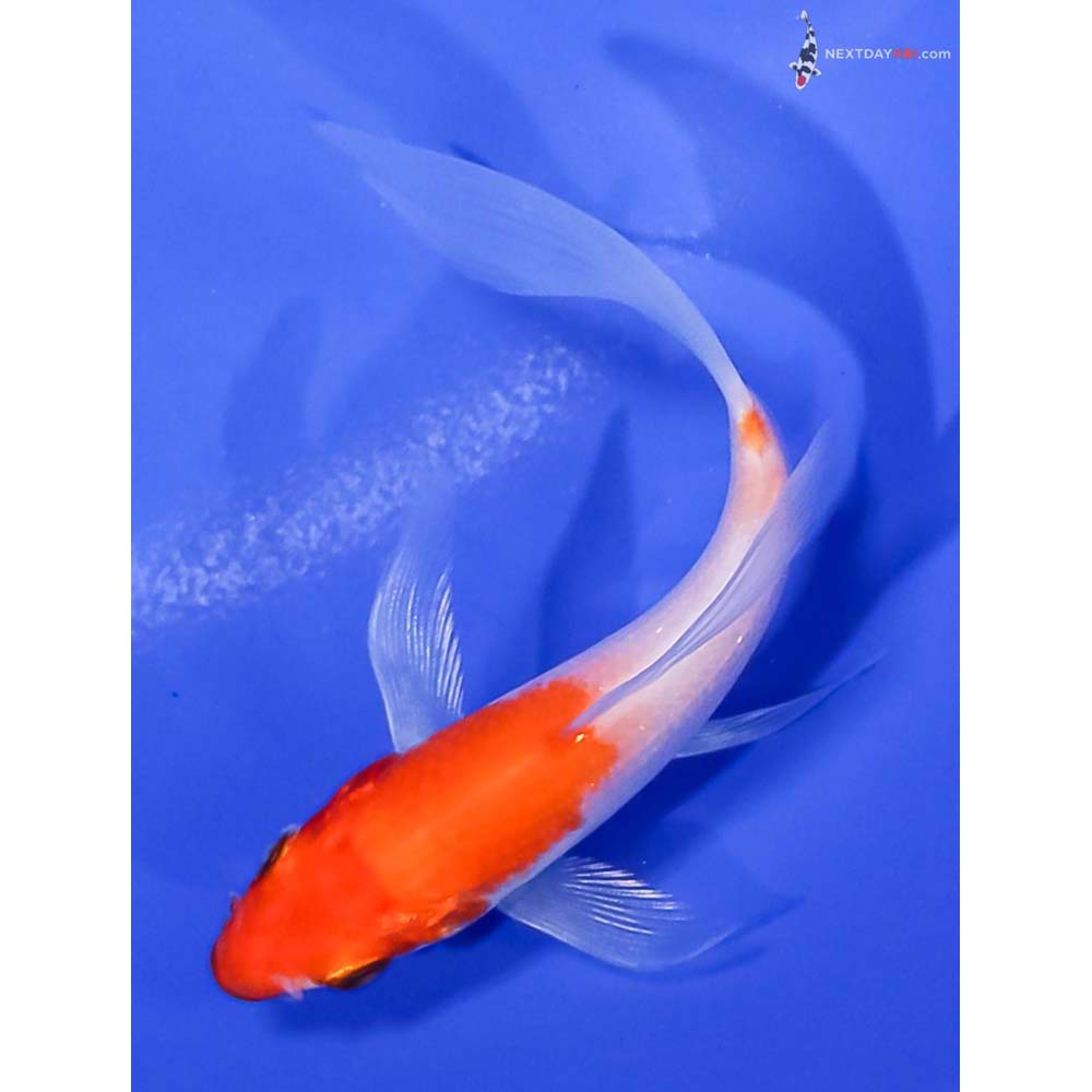 4” Imported Glass Fin Kohaku Butterfly Koi