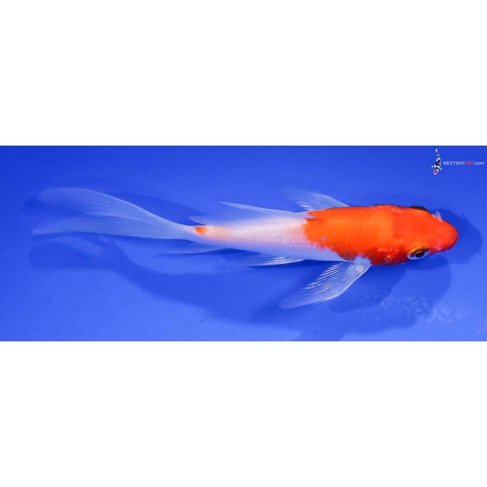 4” Imported Glass Fin Kohaku Butterfly Koi
