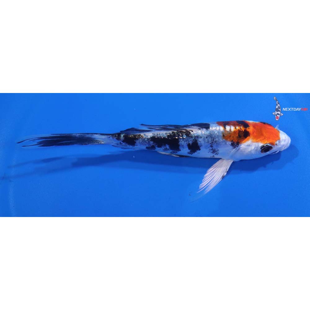 5” Imported Heisei Nishiki Butterfly Koi