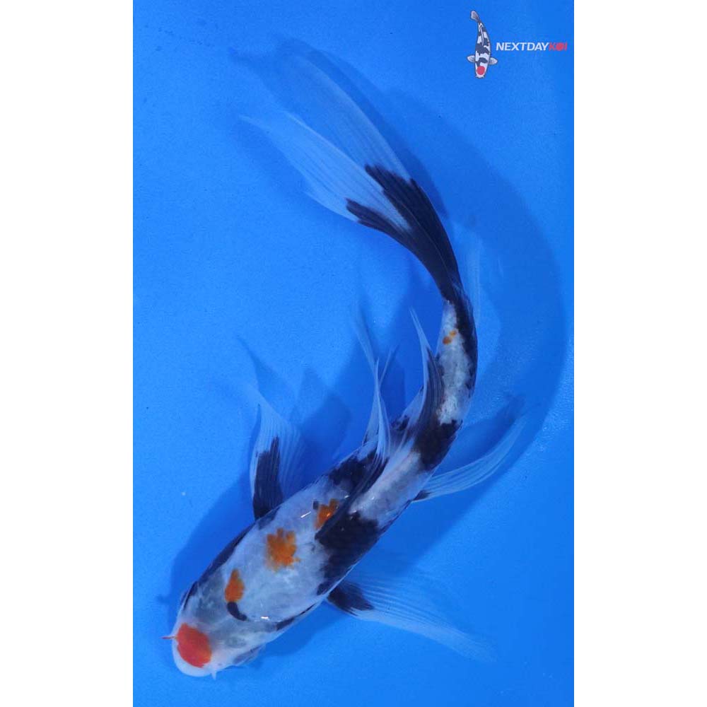 5” Imported Beni Matsukawabakke Butterfly Koi