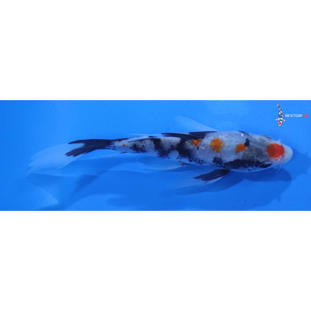 5” Imported Beni Matsukawabakke Butterfly Koi