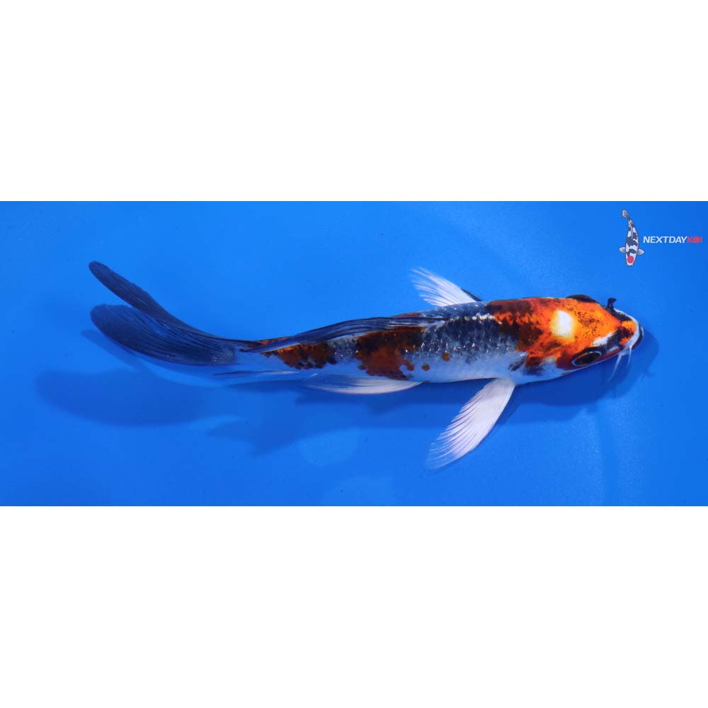 5” Imported Kujaku Butterfly Koi