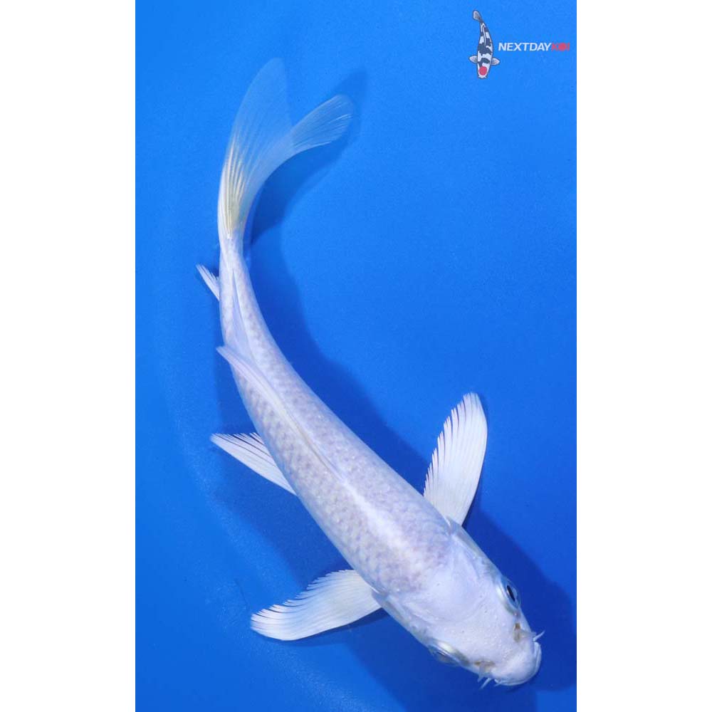 5” Imported Platinum Ogon Butterfly Koi