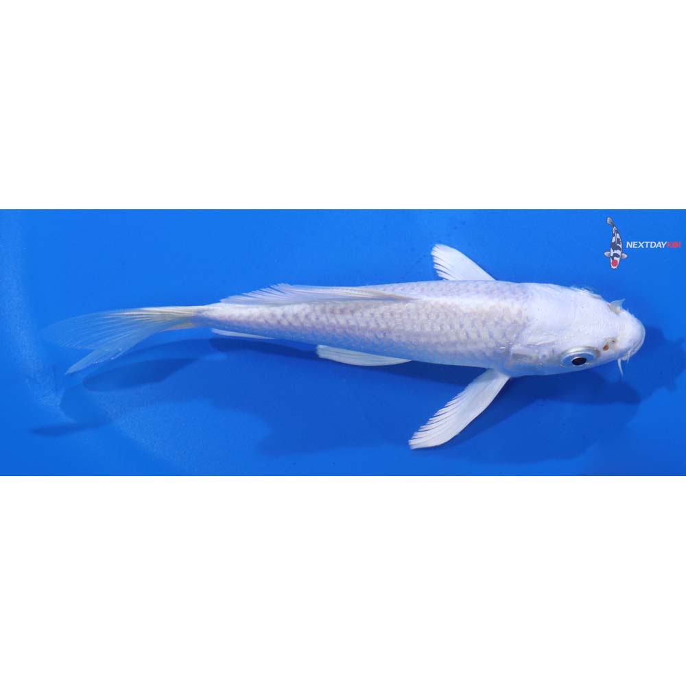 5” Imported Platinum Ogon Butterfly Koi