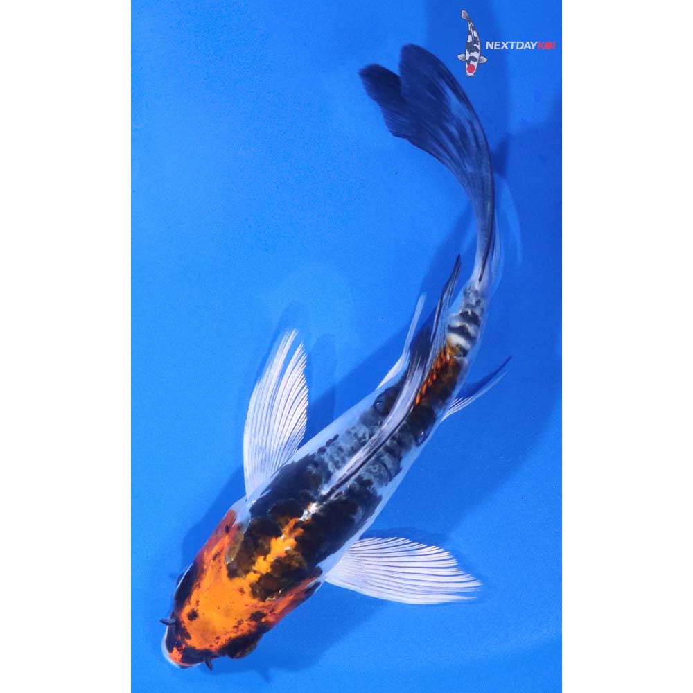 5” Imported Heisei Nishiki Butterfly Koi