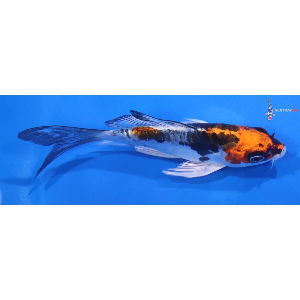 5” Imported Heisei Nishiki Butterfly Koi