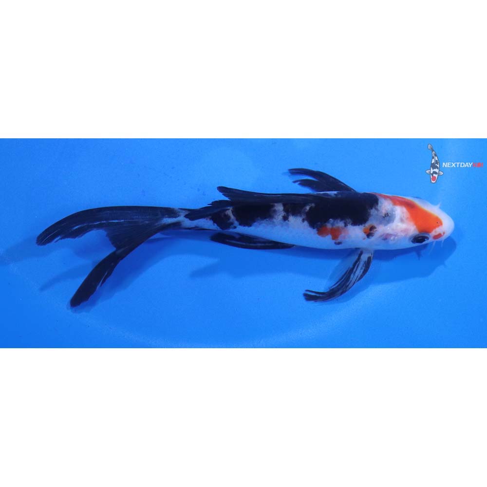 4.5” Imported Sanke Butterfly Koi