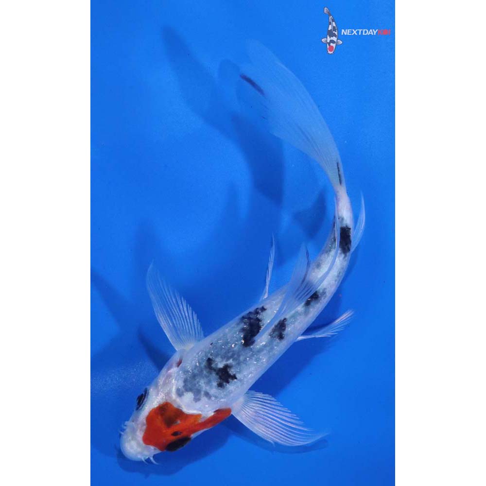 5” Imported Yamato Nishiki Butterfly Koi