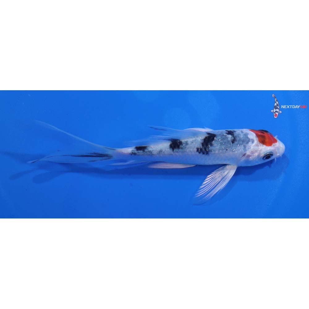 5” Imported Yamato Nishiki Butterfly Koi