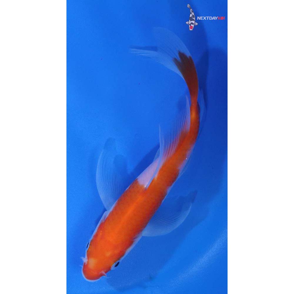 5” Imported Kohaku Butterfly Koi