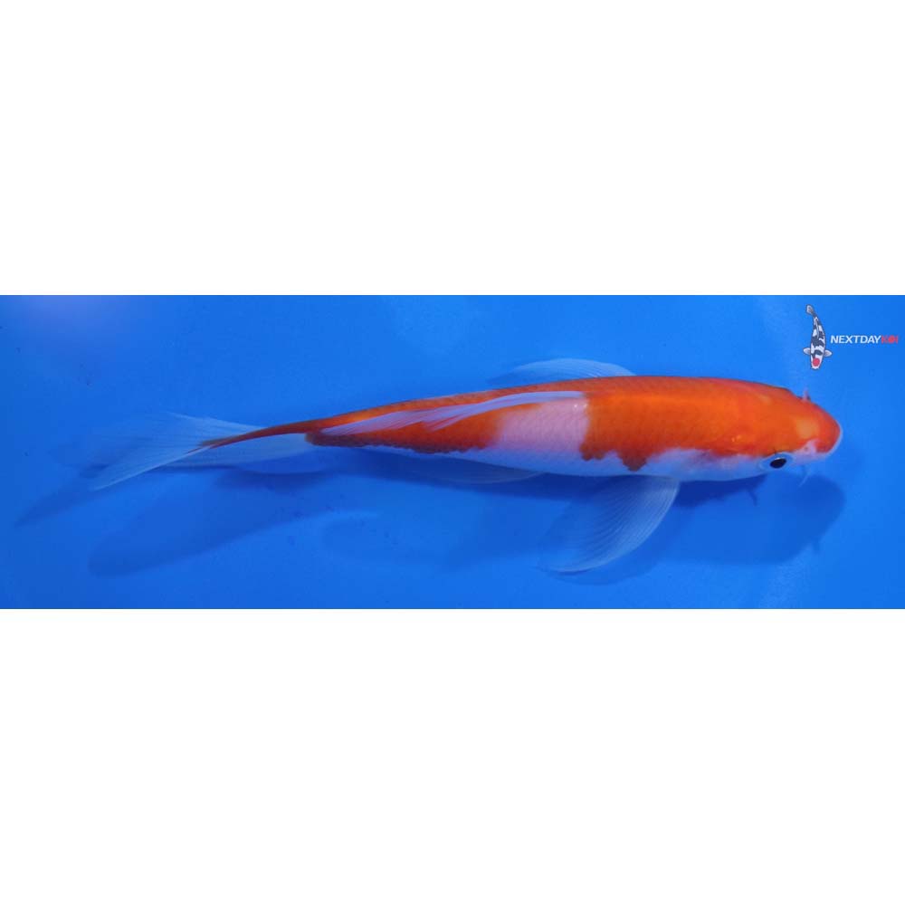 5” Imported Kohaku Butterfly Koi