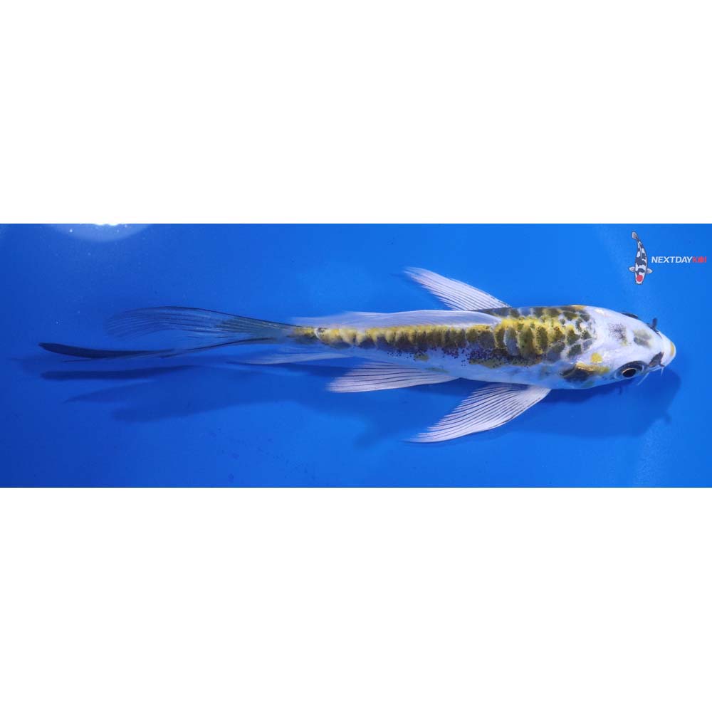 5” Imported Doitsu Kujaku Butterfly Koi
