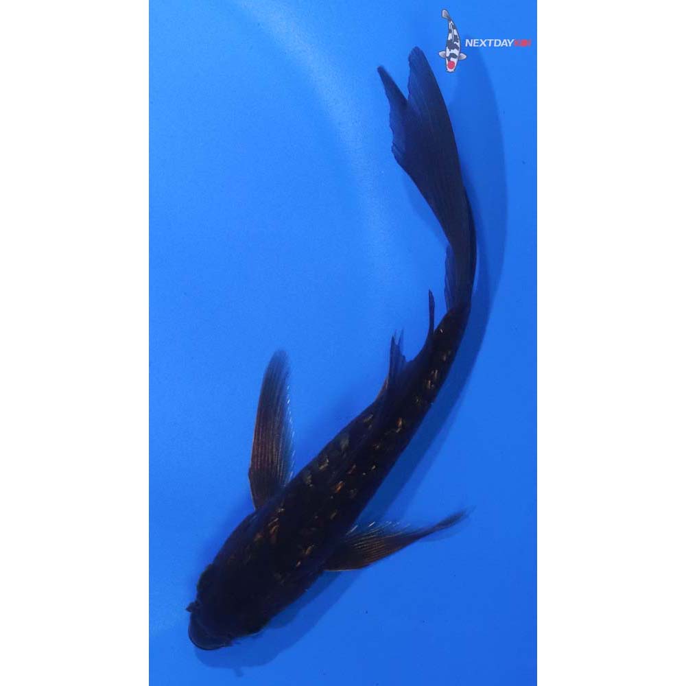 5” Imported Gin Rin Armor Scaled Chagoi Butterfly Koi