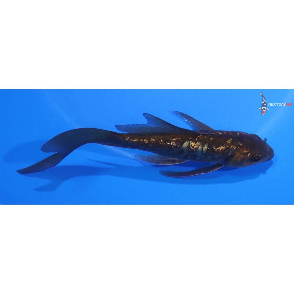 5” Imported Gin Rin Armor Scaled Chagoi Butterfly Koi