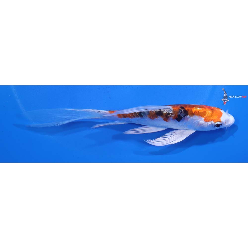 5.5” Imported Heisei Nishiki Butterfly Koi
