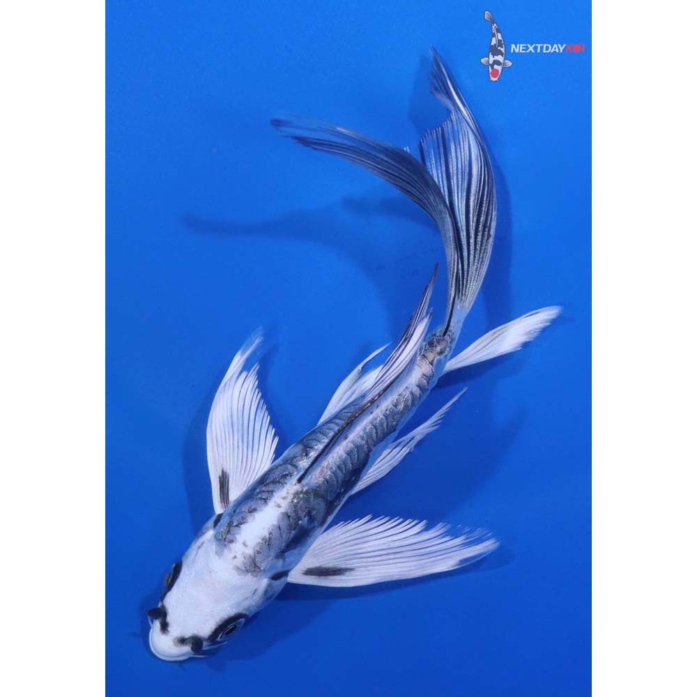 5.5” Imported Kikokuryu Butterfly Koi
