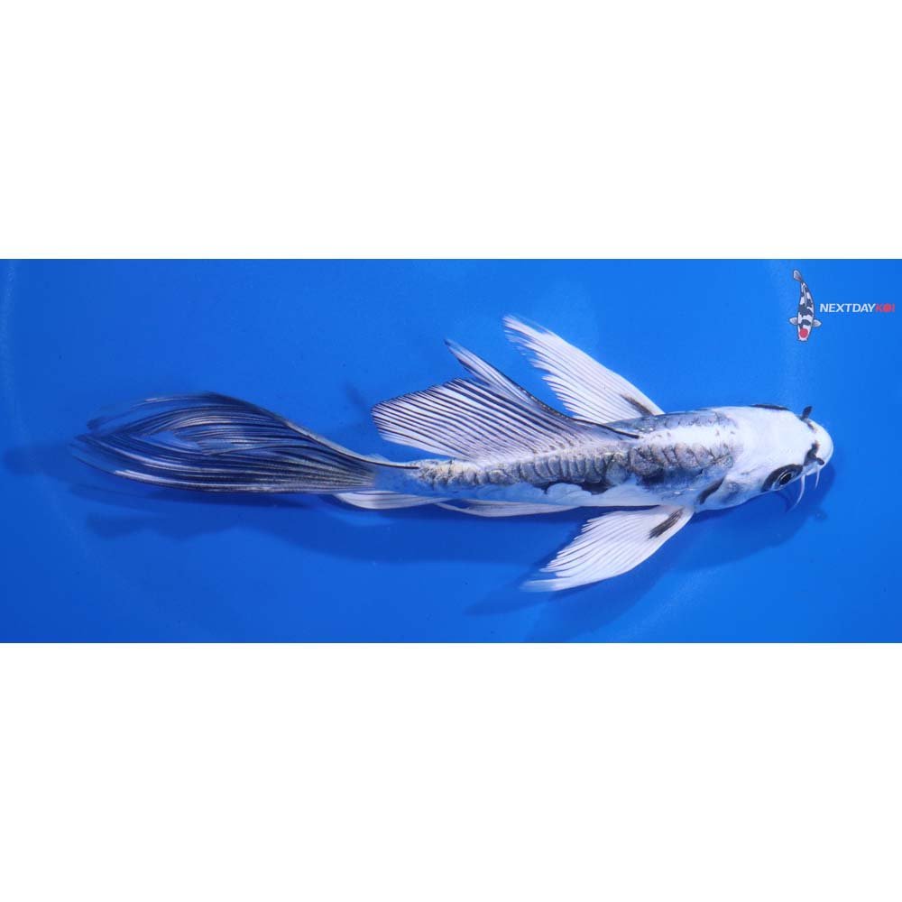 5.5” Imported Kikokuryu Butterfly Koi