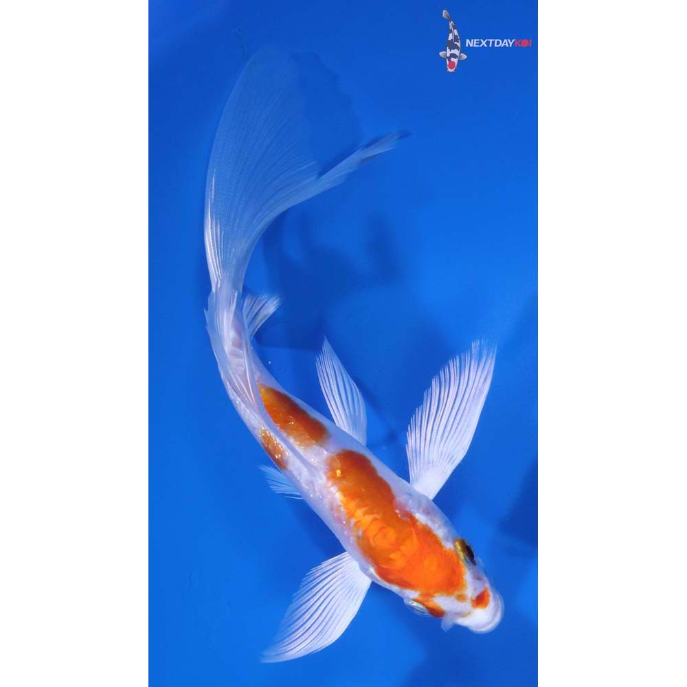 5.5” Imported Kikusui Butterfly Koi
