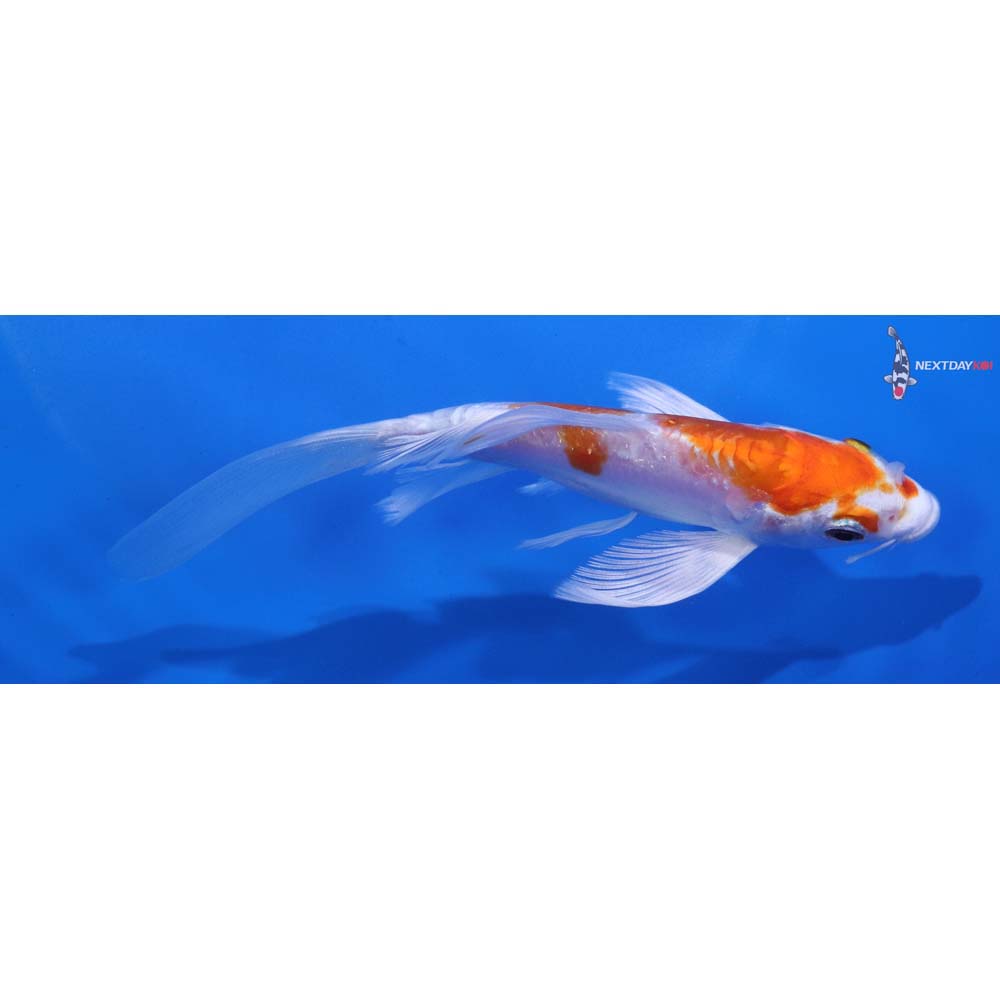 5.5” Imported Kikusui Butterfly Koi