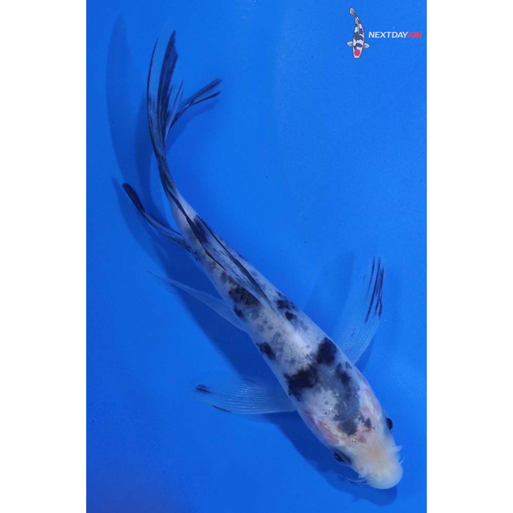 4.5” Imported Shiro Bekko Butterfly Koi