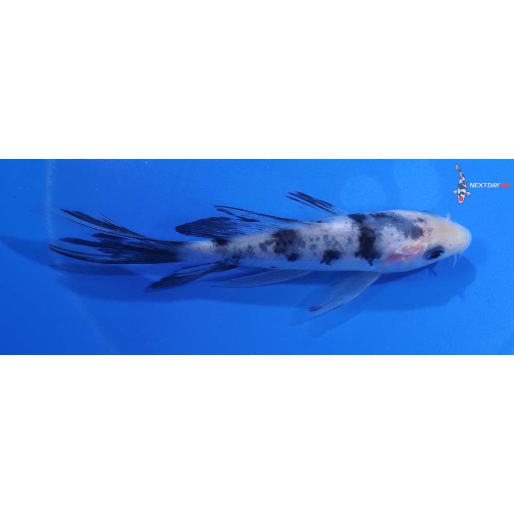 4.5” Imported Shiro Bekko Butterfly Koi