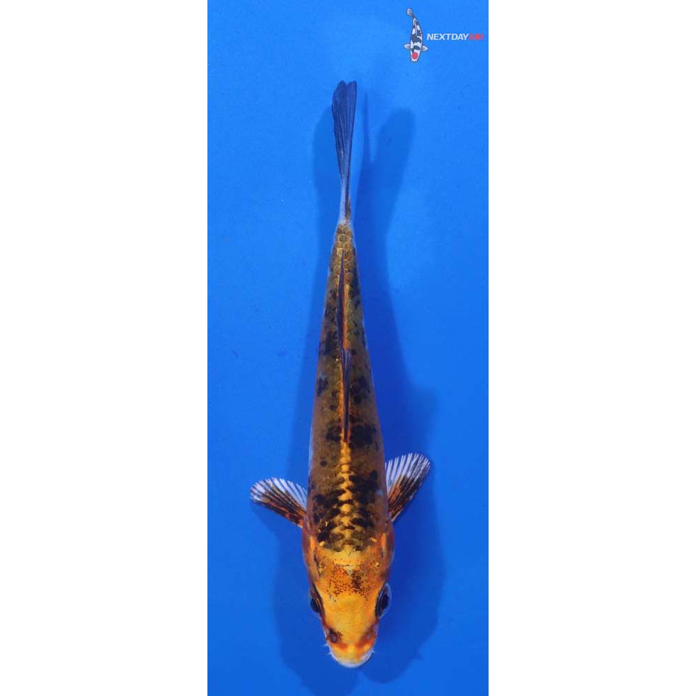 4” Imported Yamato Nishiki