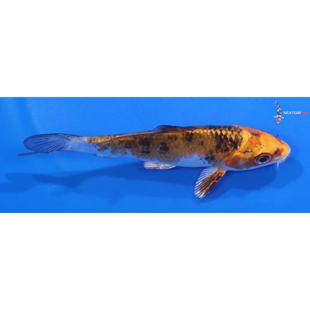 4” Imported Yamato Nishiki