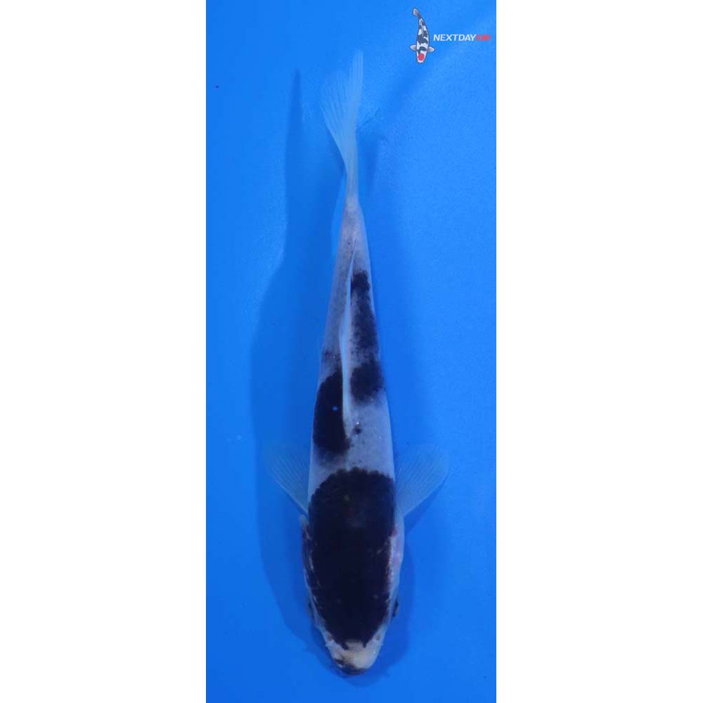 4” Imported Goromo