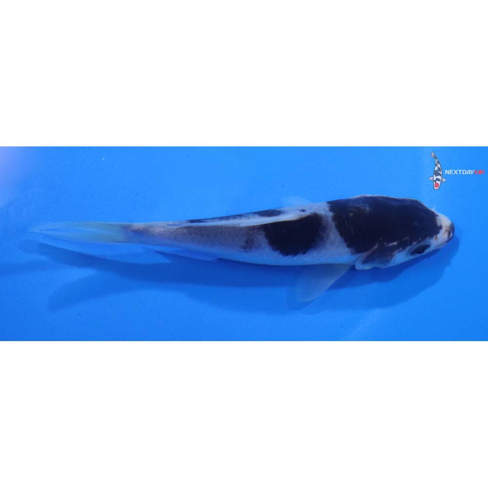 4” Imported Goromo