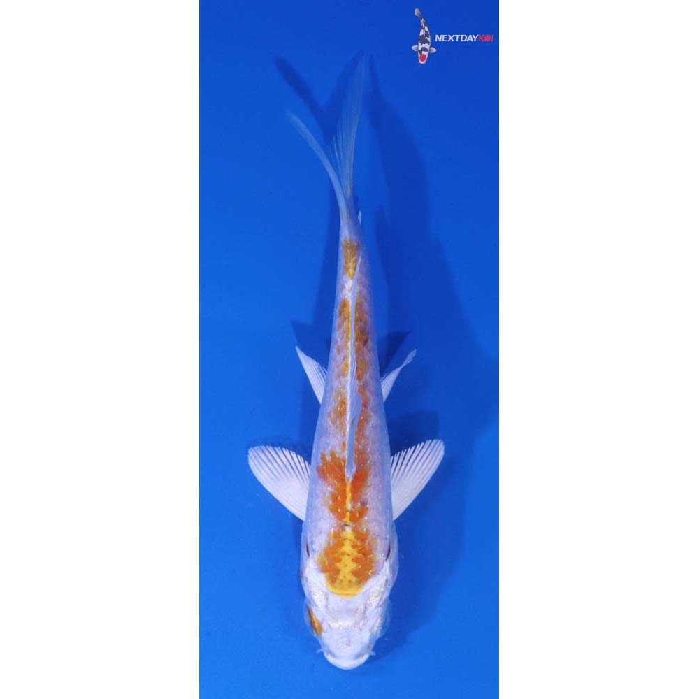 4” Imported Hariwake