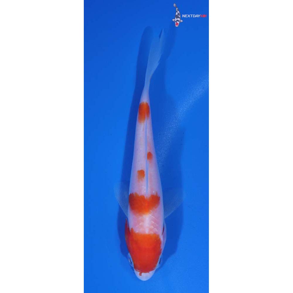 3.5” Imported Kohaku