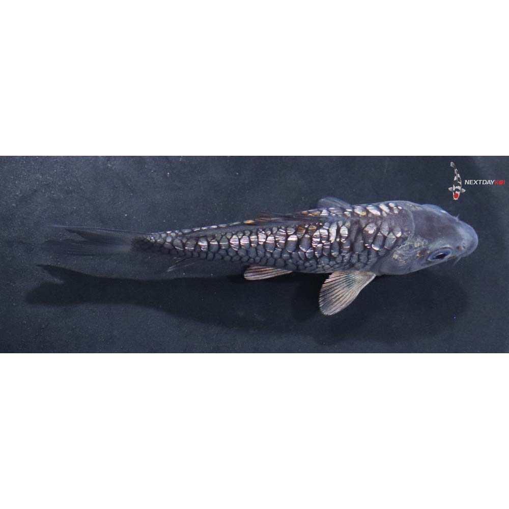 4” Imported Gin Rin Armor Scaled Ochiba Shigure